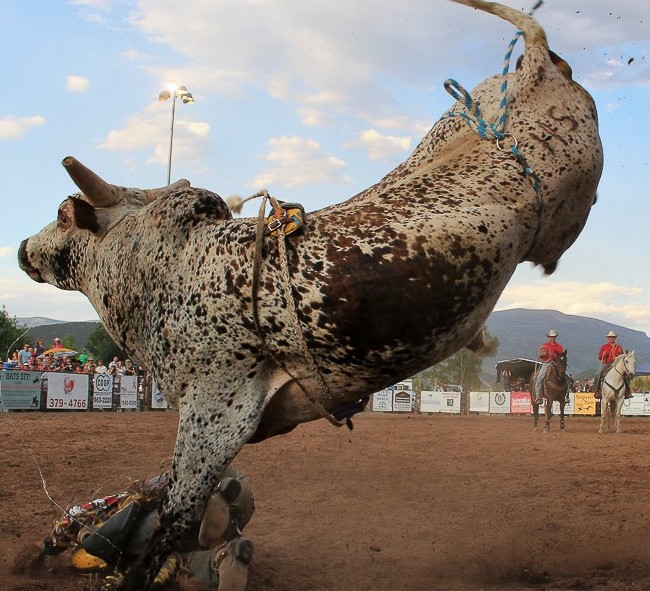 More rodeo action